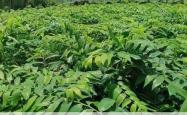 石门山区林下经济兴起，万亩黄精种植助力万人脱贫致富
